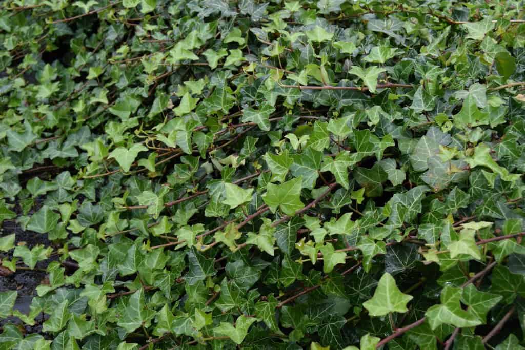 Hedera helix ---